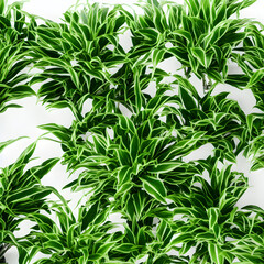 Fototapeta premium Plants Backgrounds 