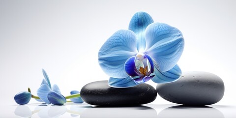 blue orchid with stones isolated on white, generative ai