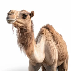 Foto op Plexiglas camel isolated on background, generative, ai © carballo