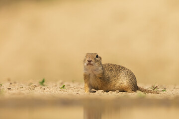 Ground squirrel