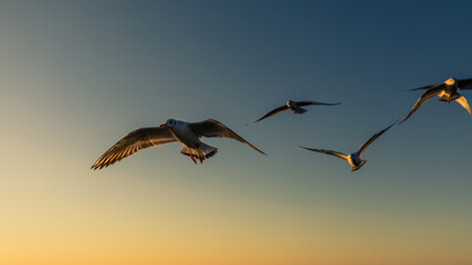 Wild seagulls flying close over head at Jurata pier, Jastarnia, Poland