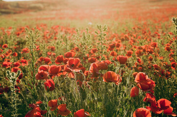 field of poppies