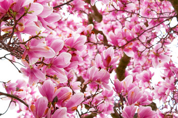Fototapeta na wymiar magnolia flower branch, pink purple magnolia bough closeup