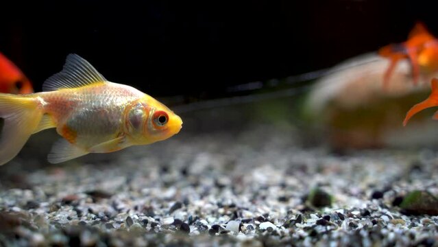 Orange and white goldfish swimming in aquarium 4K