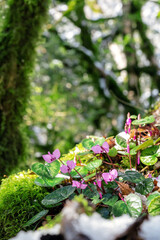 Sunlit snowdrop flower in mossy boxwood forest in spring, melting snow on the trees and on the ground. Macro photo. Selective soft focus. Spring vibe. Abkhazia, Lake Ritsa.