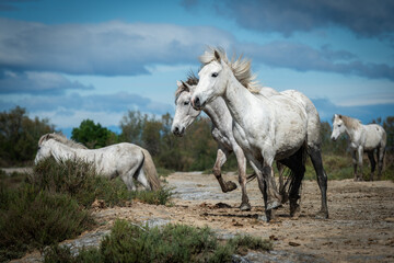 Fototapeta premium Herd of white horses are taking time on the beach. Image taken in Camargue, France.