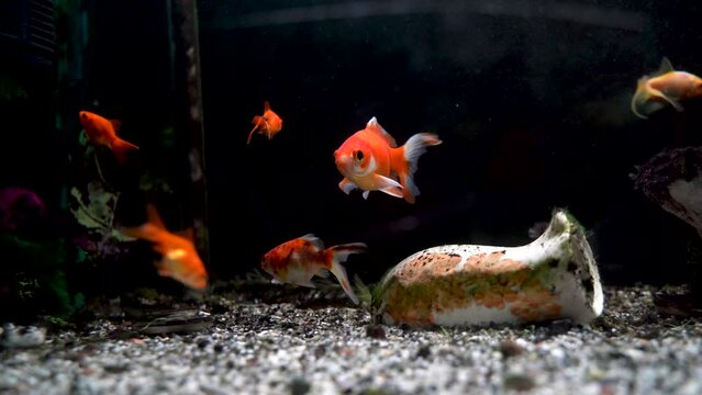 Orange goldfish swimming in aquarium 4K