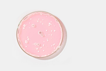 Petri dish on a light background. With light rocks in a pink liquid. grown in the laboratory. Sensitivity of bacteria or viruses to antibiotics. Mold. Mushrooms