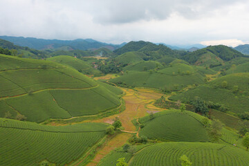 Aerial top view of green fresh tea or strawberry farm, agricultural plant fields with mountain hills in Asia. Rural area. Farm pattern texture. Nature landscape background, Long Coc, Vietnam.