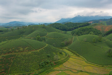 Fototapeta na wymiar Aerial top view of green fresh tea or strawberry farm, agricultural plant fields with mountain hills in Asia. Rural area. Farm pattern texture. Nature landscape background, Long Coc, Vietnam.