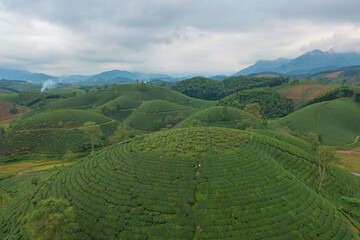Aerial top view of green fresh tea or strawberry farm, agricultural plant fields with mountain hills in Asia. Rural area. Farm pattern texture. Nature landscape background, Long Coc, Vietnam.