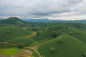 Obraz premium Aerial top view of green fresh tea or strawberry farm, agricultural plant fields with mountain hills in Asia. Rural area. Farm pattern texture. Nature landscape background, Long Coc, Vietnam.