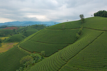 Fototapeta premium Aerial top view of green fresh tea or strawberry farm, agricultural plant fields with mountain hills in Asia. Rural area. Farm pattern texture. Nature landscape background, Long Coc, Vietnam.