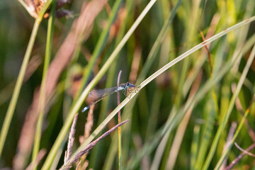 common blue damselfly_011.