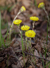 yellow flower in the grass
