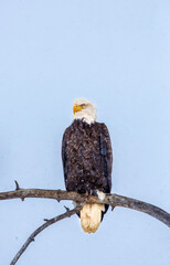 Bald Eagle in Snow