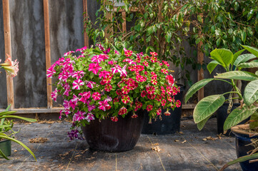 Pot bursting with colorful petunias 