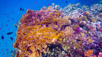 Koralle Rotes Meer