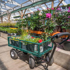 A cart full of plants at the garden center