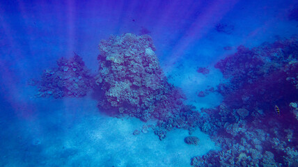 Fototapeta na wymiar Koralle Rotes Meer