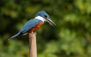 Kingfisher