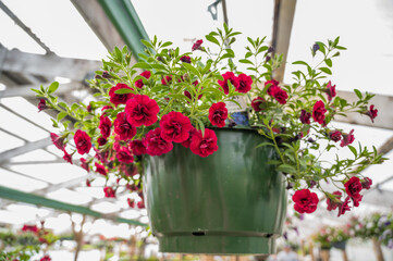 Blooming garden red petunia in a hanging basket in a greenhouse