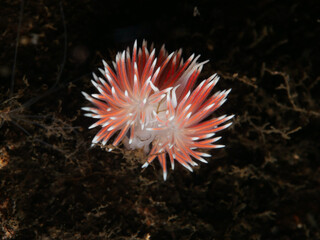 Colourful nudibranch Caronella pellucid from Oslo fjord