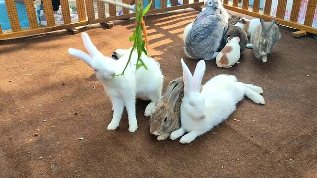 Rabbits are mammals of the Leporidae family, which can be found in many parts of the world. Rabbits reproduce by giving birth, called viviparous, animals that live in Africa to mainland Europe.