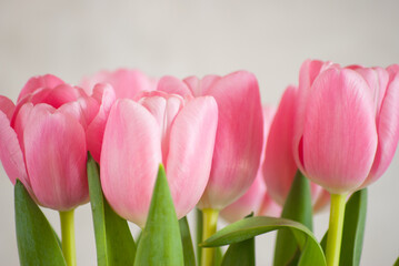 pink tulips close-up on a gray background