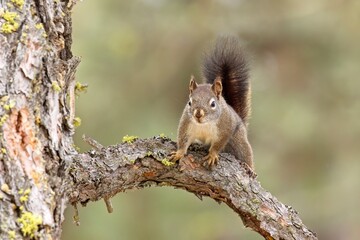 Naklejka na ściany i meble Cute squirrel on a tree branch.