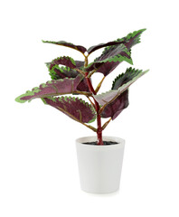 Artificial houseplant on white background