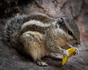 chipmunk on a rock