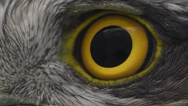 Eagle eye close-up, macro, eye Eurasian Sparrowhawk Accipiter nisus.