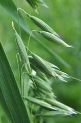 Spikelets of oats close up