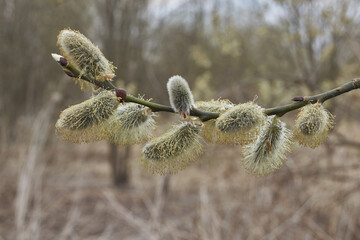 Spring. The willow (lat. Salix) blossoms, the earrings - inflorescences have blossomed.