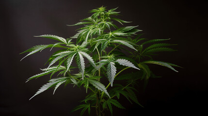 Sustainable Harvest, Eco-Friendly Cannabis Farming of Marijuana Plants, Generative AI