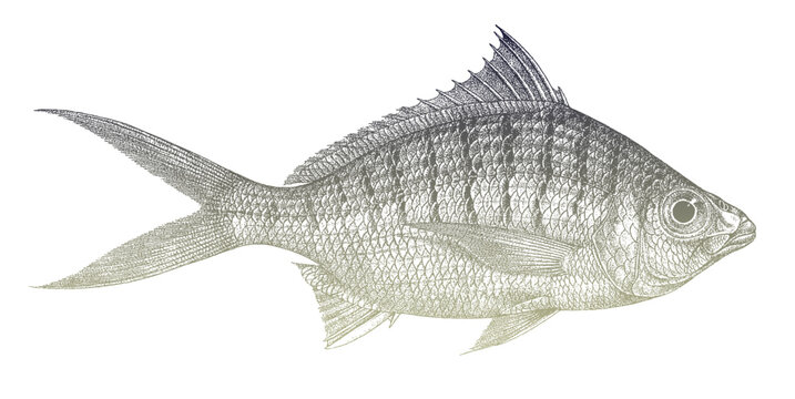 Yellowfin mojarra gerres simillimus, tropical marine fish from Eastern Pacific