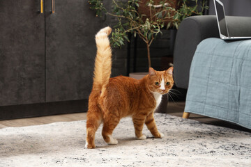 Funny red cat at home