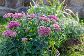 Pr&auml;chtige Fetthenne (Hylotelephium spectabile)