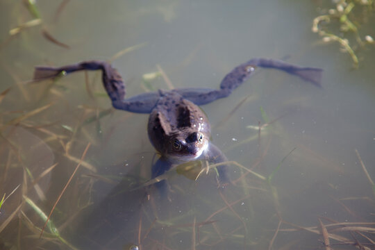 Frosch mit Schenkeln im Gartenteich