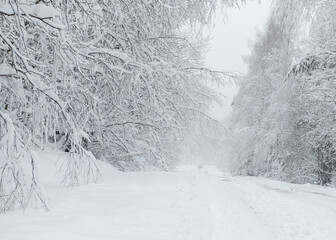 natural light. Forest in the snow. Snow-covered forest road.