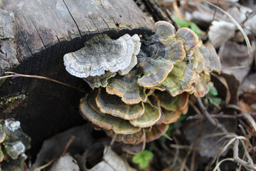 Turkey tail mushrooms growing on the end of a log at Linne Woods in Morton Grove, Illinois
