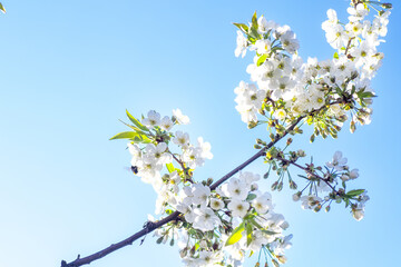 Spring come. branch of cherries with flowers, symbol of late April, early May. White delicate...