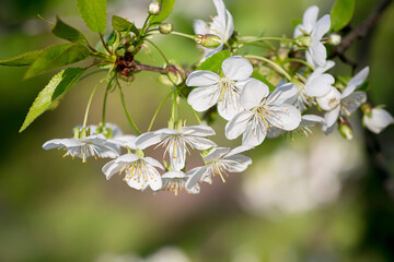 Flowers on branch of cherry .revival of nature. beauty and richness of planet. Earth Day. Spring come. Spring background