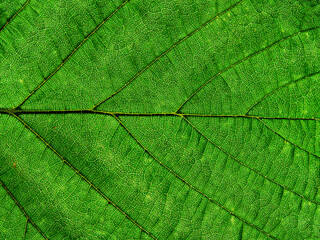 Green leaf organic texture.