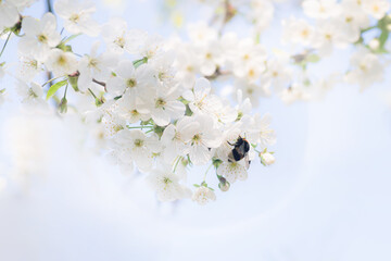 large bumblebee collects nectar from white blossoms cherry flowers. revival of nature. Spring harmonious background. Macro