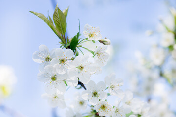 Romantic flowering branch of cherry background of bright sky during flowering of gardens in spring. Easter background. Light and bright card for spring holidays.