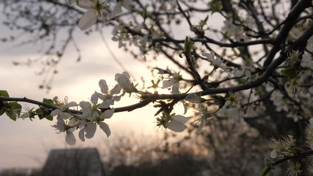 blossoming spring tree at sunset. spring flowering trees in sunlight glare. white flower silhouette. Sakura tradition landscape shower sunrise amazing. prunus isolated graduation pink botany spirea