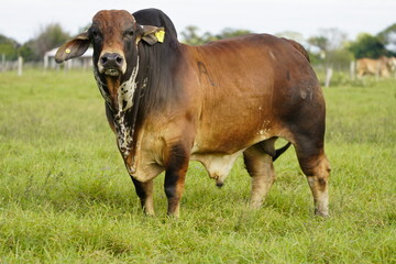 Naklejka na ściany i meble Cow from northern Argentina