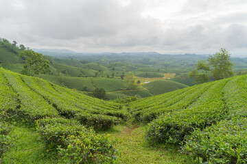 Aerial top view of green fresh tea or strawberry farm, agricultural plant fields with mountain hills in Asia. Rural area. Farm pattern texture. Nature landscape background, Long Coc, Vietnam.